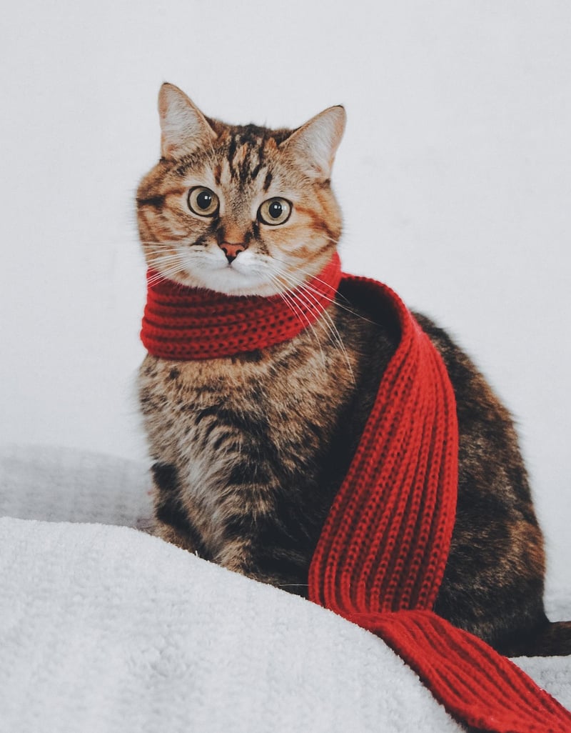 Scarves